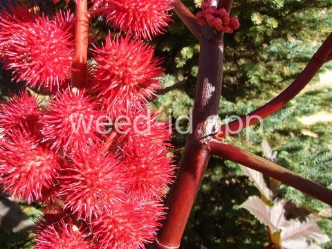 castorbean